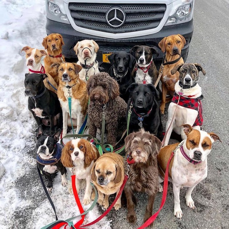 DOG SITTER Roma nord