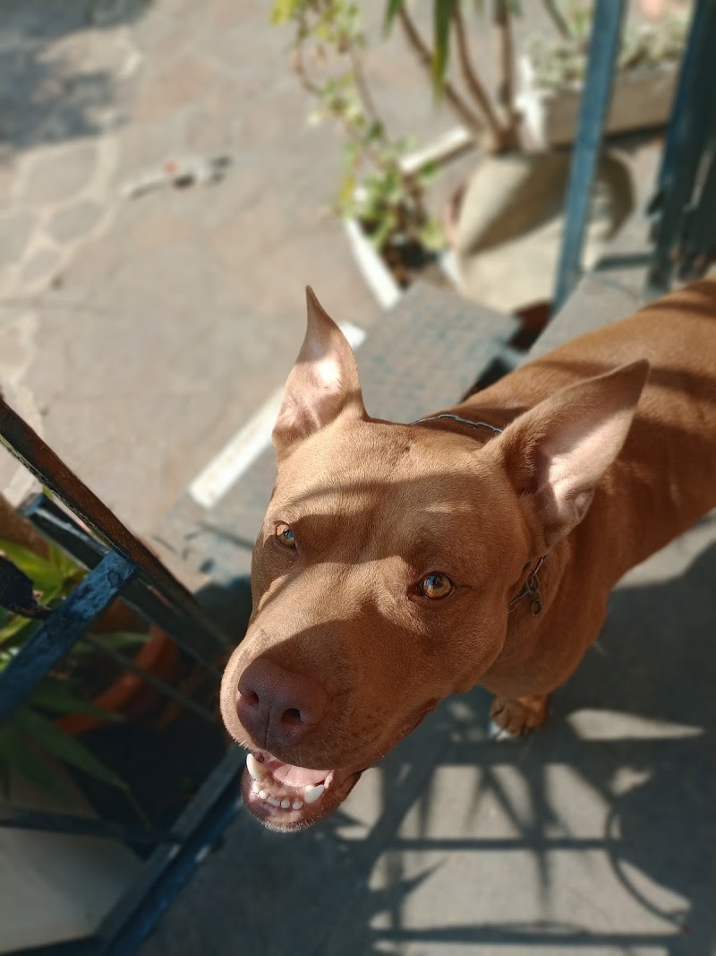 Angelika Pet Care