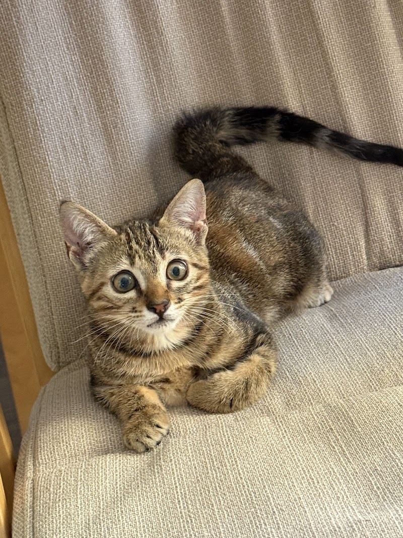 Ambulatorio Veterinario Dr. Franco Carboni