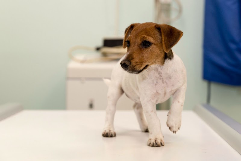 Surgery Veterinarian Monteverde