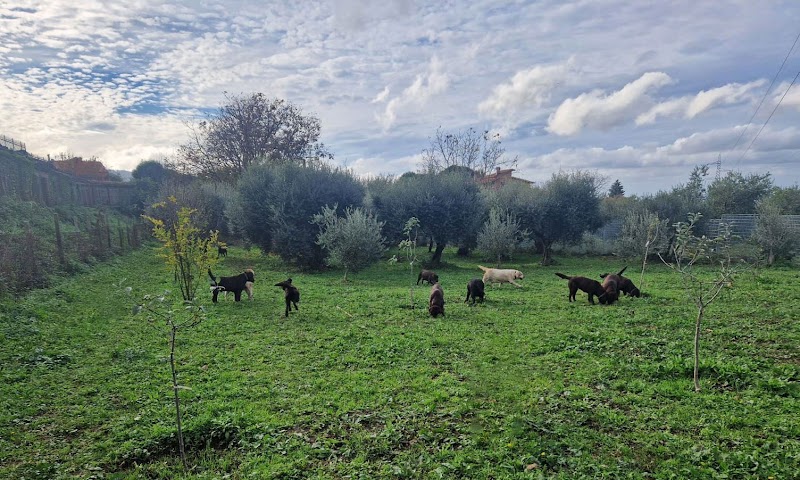 Dell'Eterna Roma Allevamento Labrador Retrievers