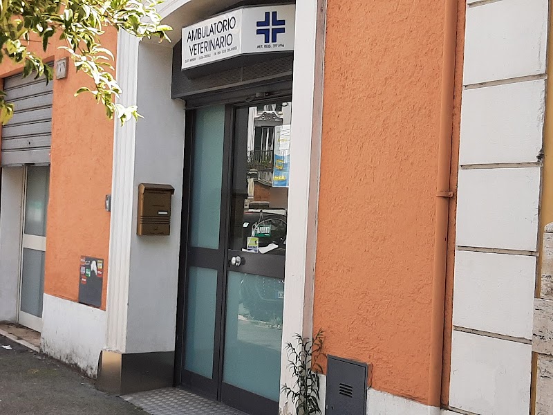 Surgery Veterinarian Arrighi