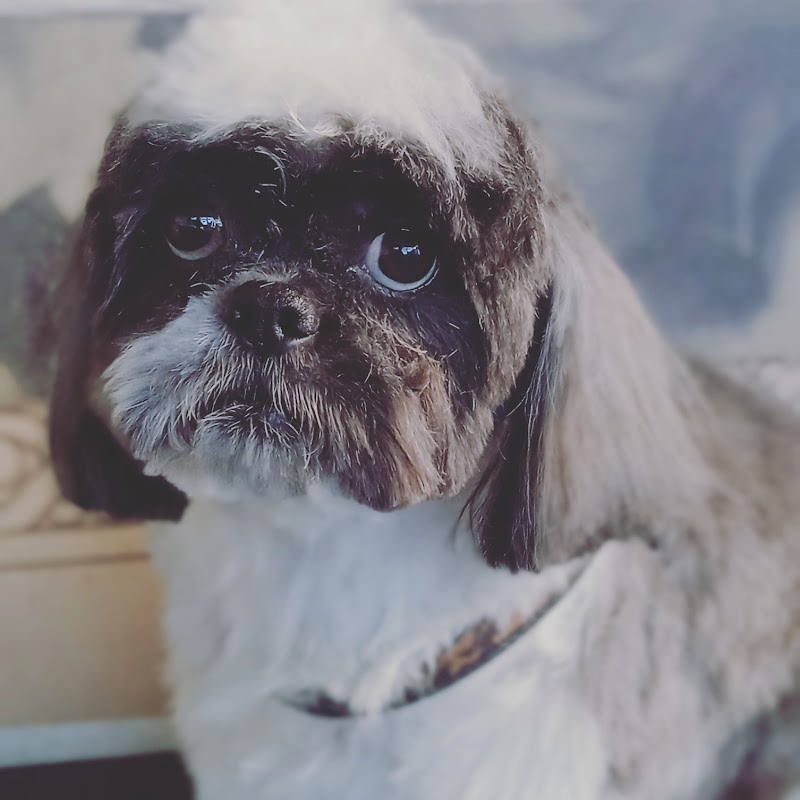 PET GROOMING di Barbarossa Luca