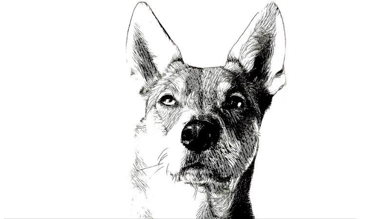 Il cane secondo natura - centro di recupero comportamentale