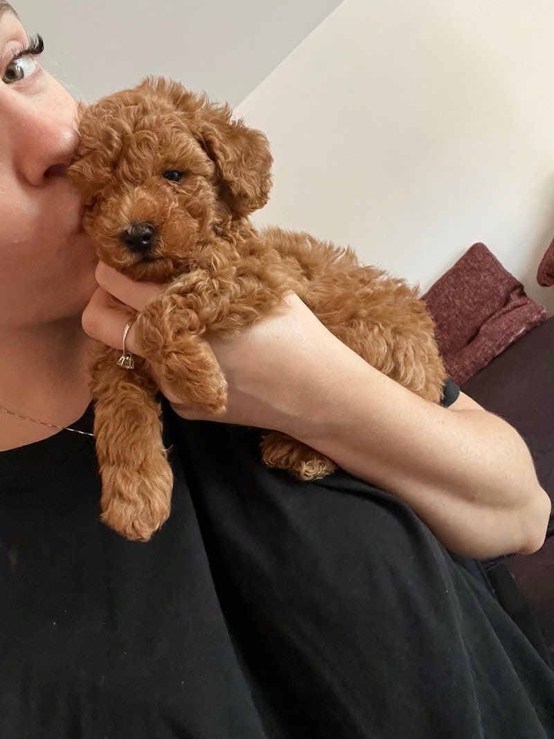 dodoschipoodle allevamento barboncini