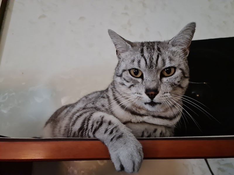 Ambulatorio Veterinario Drs. Pagotto Annarita