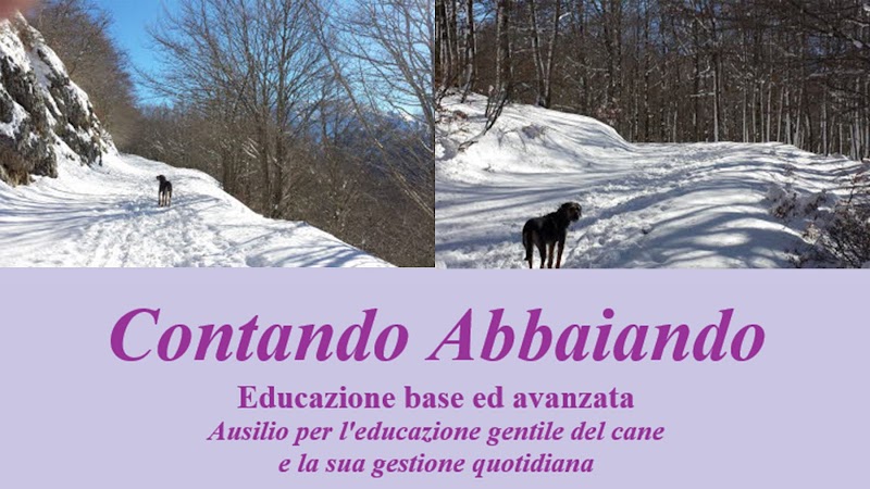 Scuola di Cani Roma Cinofili Contando Abbaiando