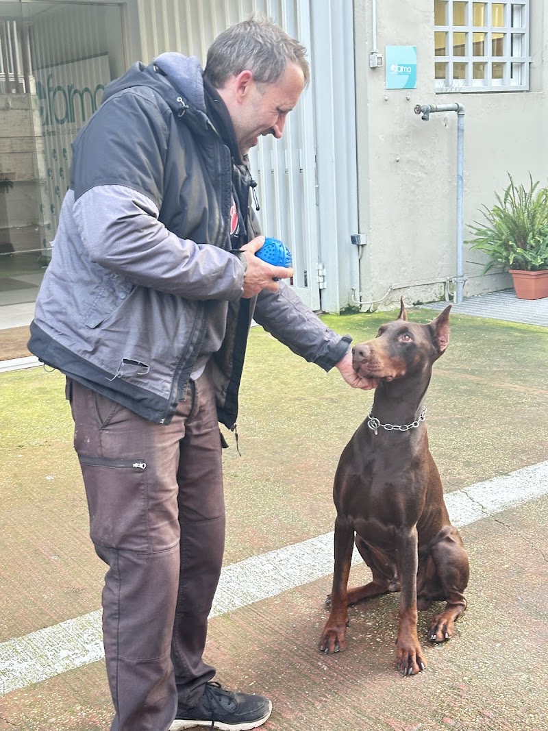 dream dogs addestramento cani a domicilio