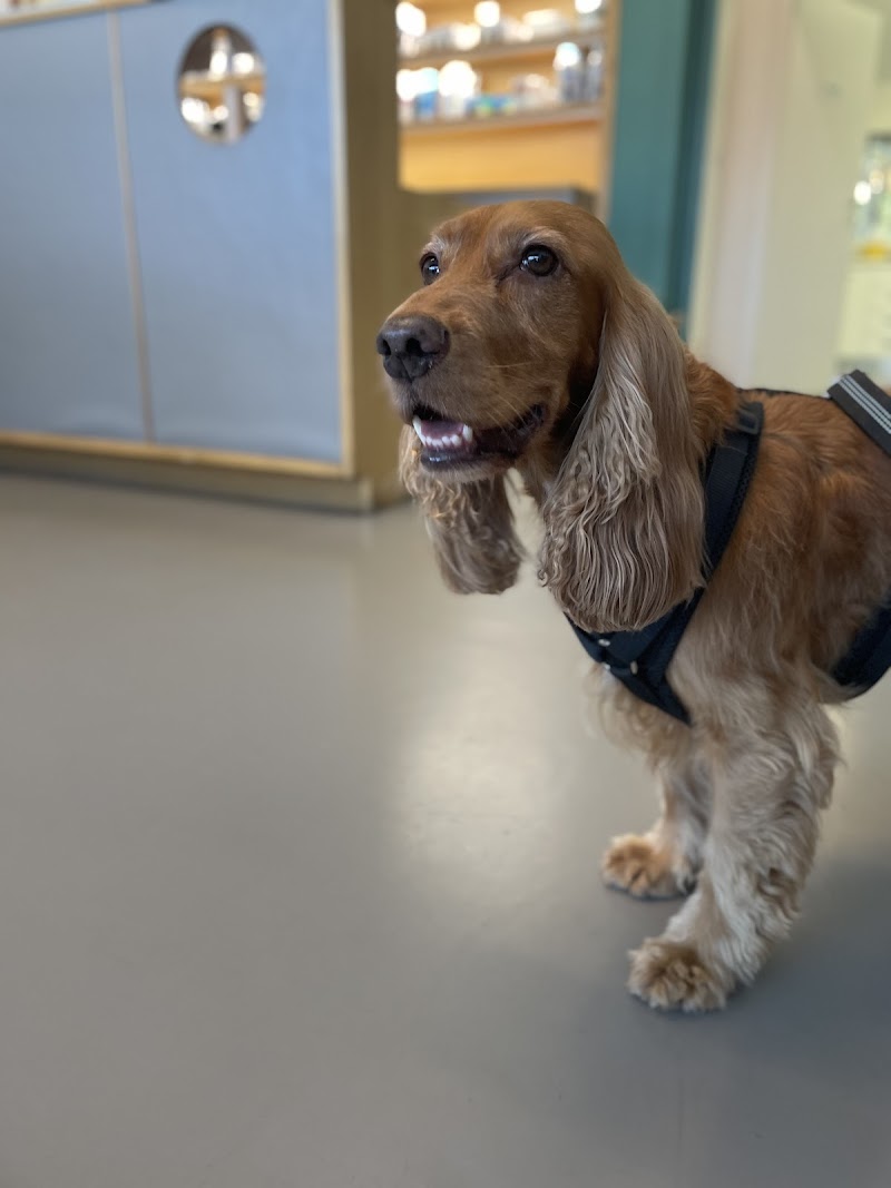 Veterinaria Casalpalocco - Dott. Pinelli - Dott. Faralli - Dott. Montani - Dott.ssa Zambelli