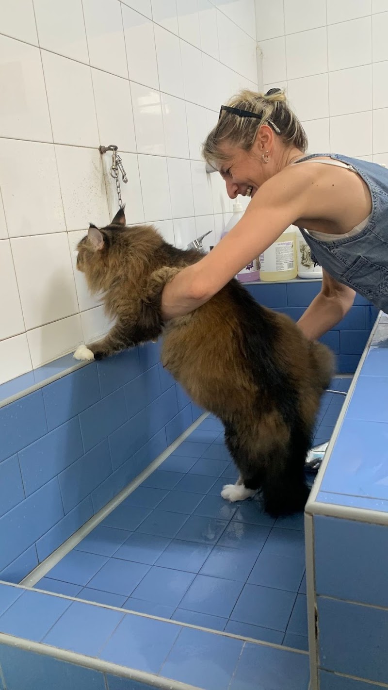 Dog'S Wash Di Guarisco Carla