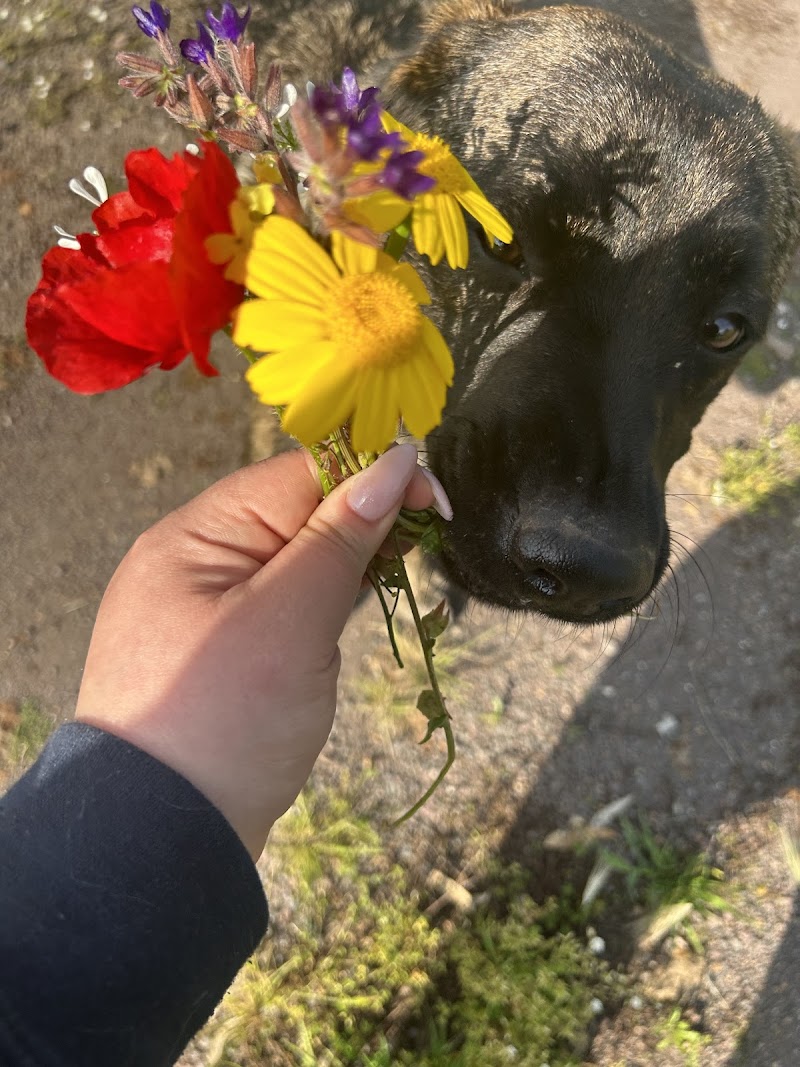 Dog sitter per cani roma est