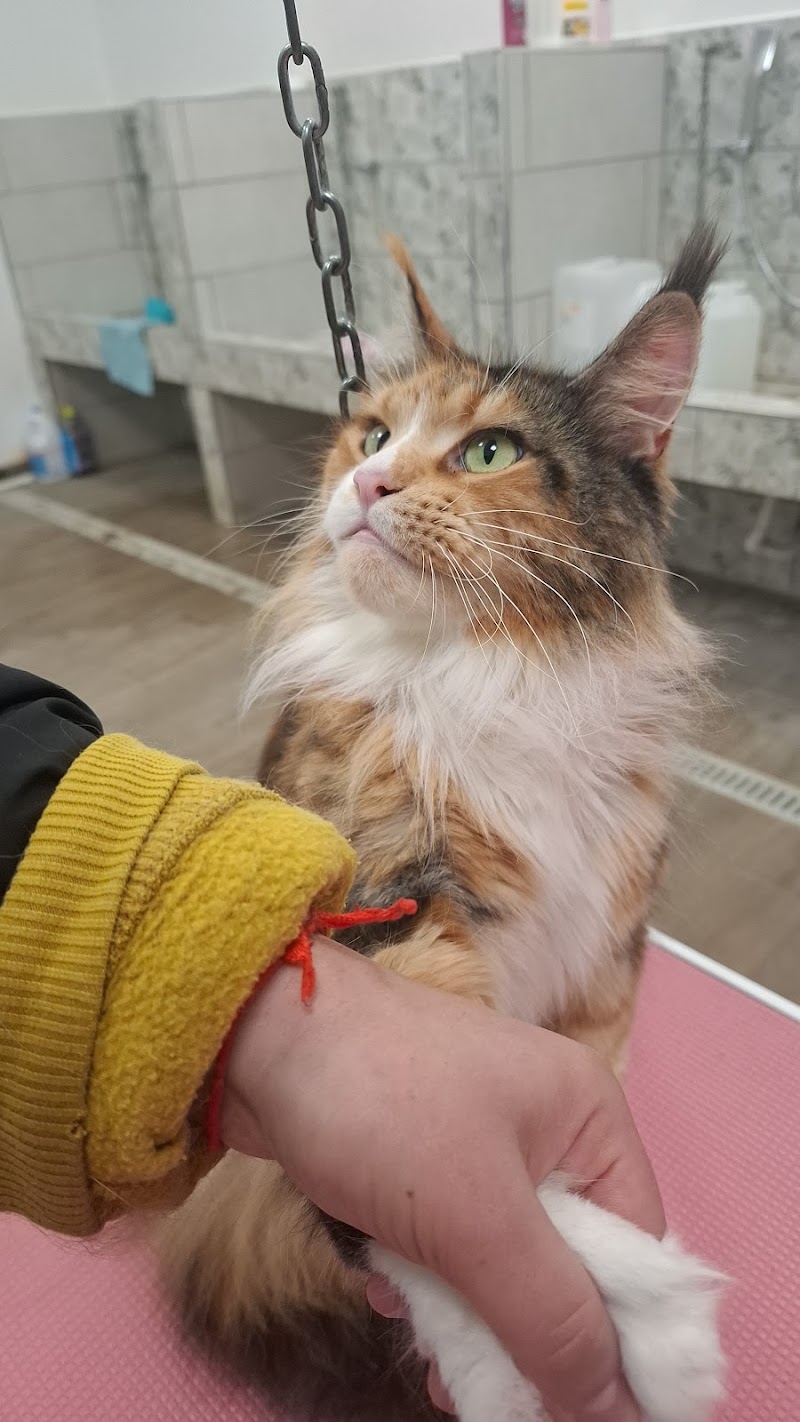 Pet Paradise Toelettatura