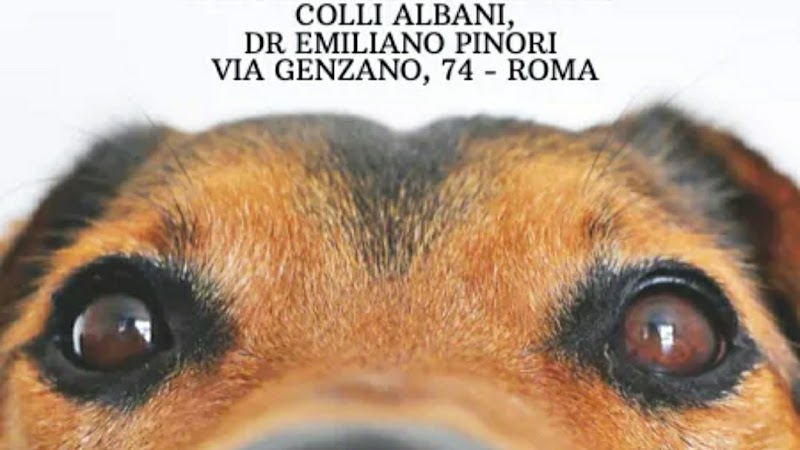 Ambulatorio Veterinario Colli Albani Dr Pinori